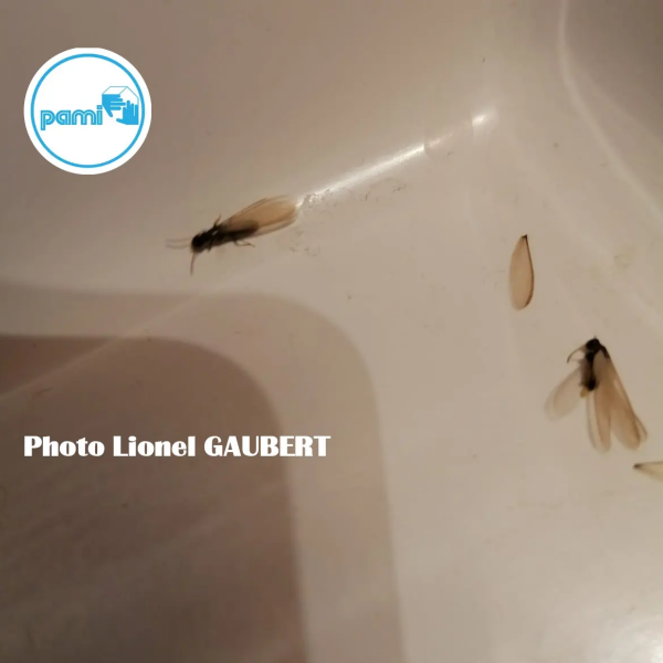 Termites en Tarn-et-Garonne - 82 - Lionel GAUBERT
