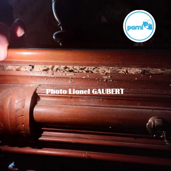 Termites en Tarn-et-Garonne - 82 - Lionel GAUBERT