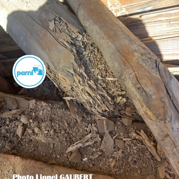 Termites en Tarn-et-Garonne - 82 - Lionel GAUBERT