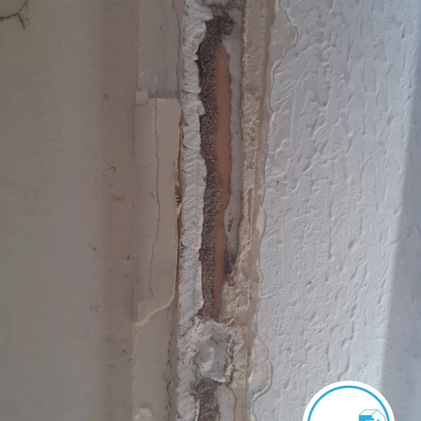 Termites dans le Gard - Christophe GALEA PAMI