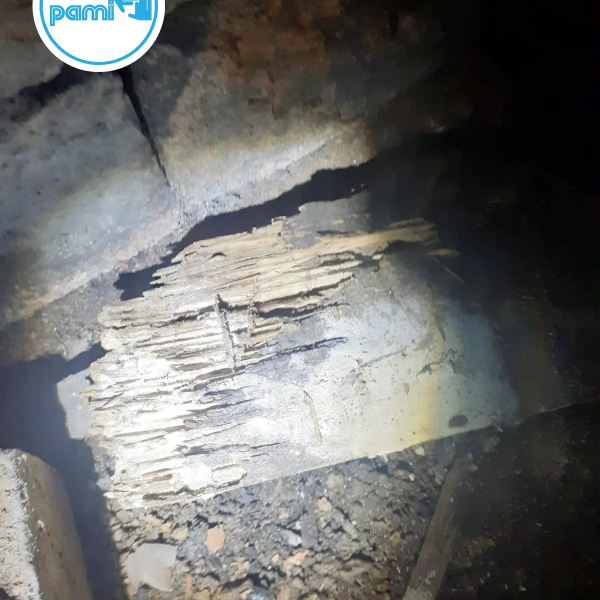 Termites dans le Gard - Christophe GALEA PAMI