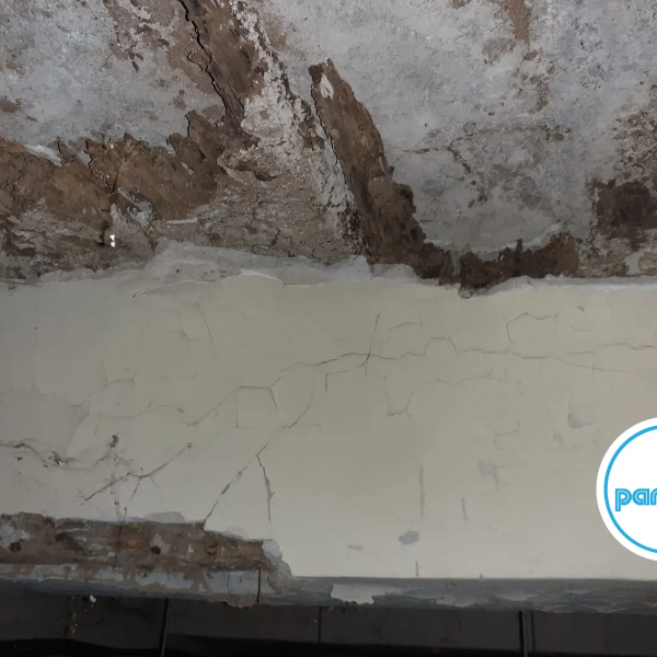 Termites dans le Gard - Christophe GALEA PAMI