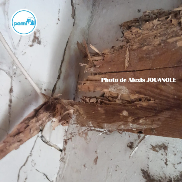 Termites dans le département de l'Hérault - PAMI - Alexis JOUANOLE