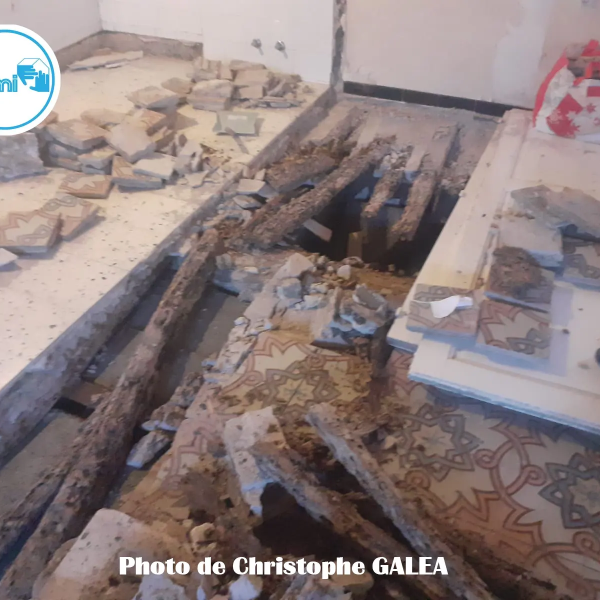 Termites dans le département de l'Hérault - PAMI - Chritophe GALEA