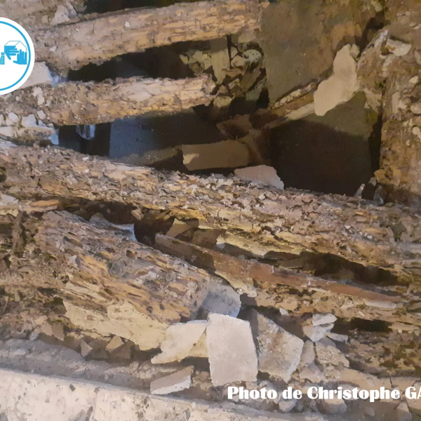 Termites dans le département de l'Hérault - PAMI - Chritophe GALEA