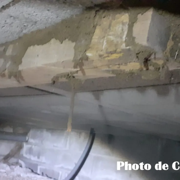 Termites dans le département de l'Hérault - PAMI - Chritophe GALEA