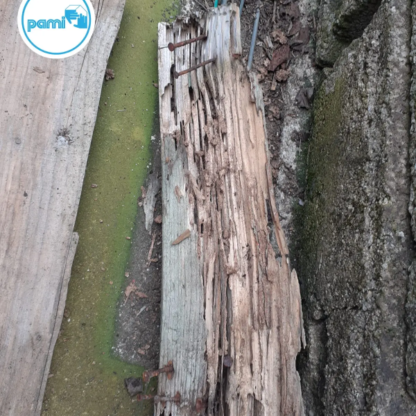 Termites dans le département de l'Hérault - PAMI - Chritophe GALEA