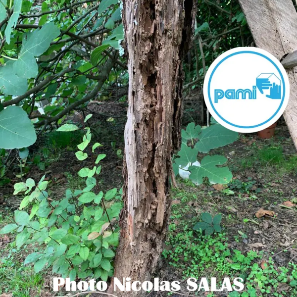 Termites dans le TARN - 81 - Nicolas SALAS