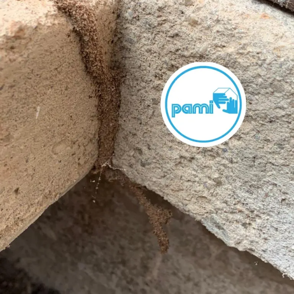 Termites dans le TARN - 81 - Nicolas SALAS