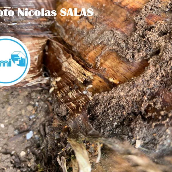 Termites dans le TARN - 81 - Nicolas SALAS