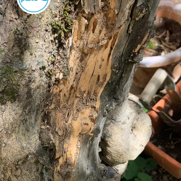 Termites dans le TARN - 81 - Nicolas SALAS