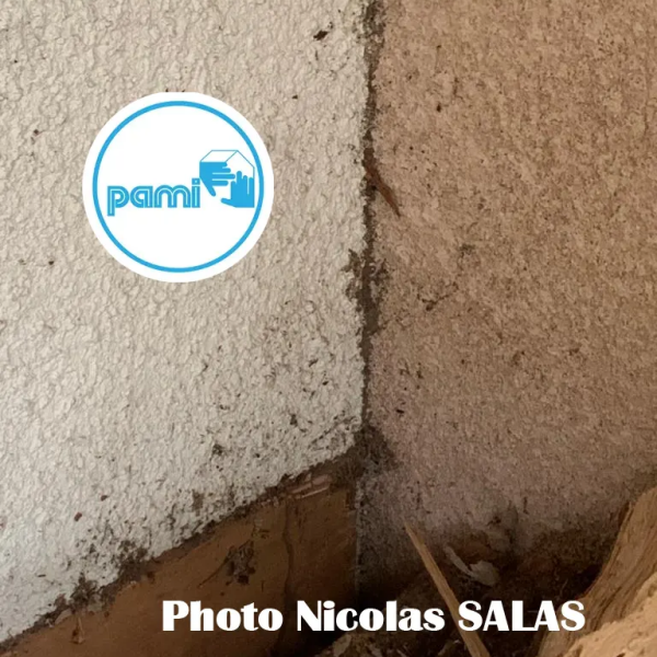 Termites dans le TARN - 81 - Nicolas SALAS