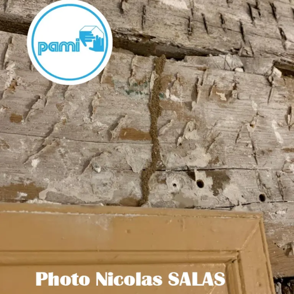 Termites dans le TARN - 81 - Nicolas SALAS