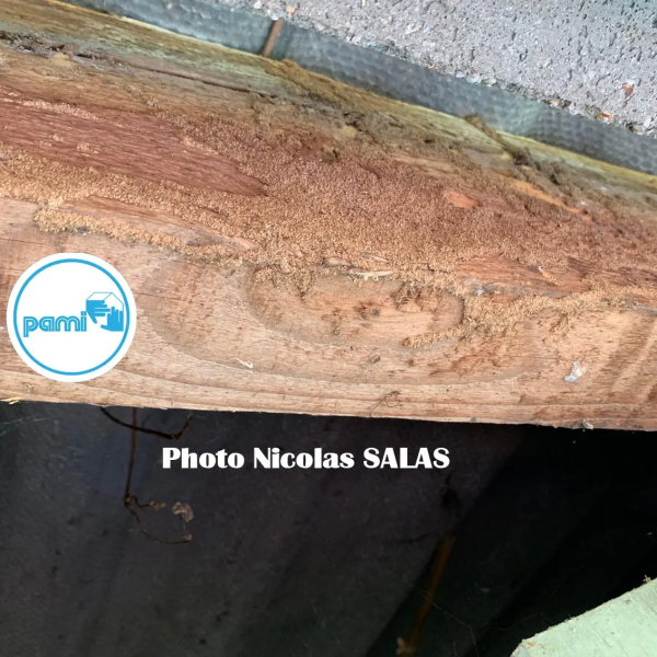 Termites dans le TARN - 81 - Nicolas SALAS