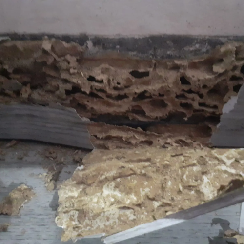 Traitement termites - PAMI 13 - La couronne - Christophe GALEA