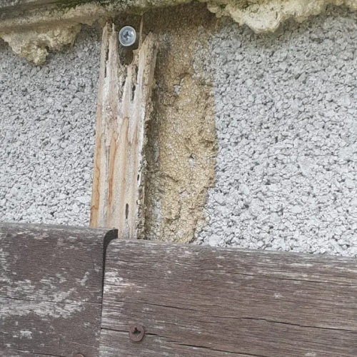 Traitement termites - PAMI 13 - La couronne - Christophe GALEA