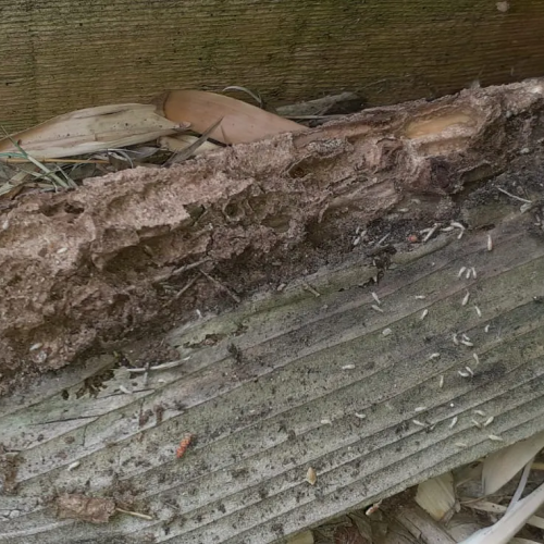 Traitement termites - PAMI 13 - La couronne - Christophe GALEA