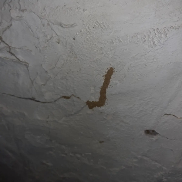 Traitement termites - PAMI 11 - Alexis JOUANOLE