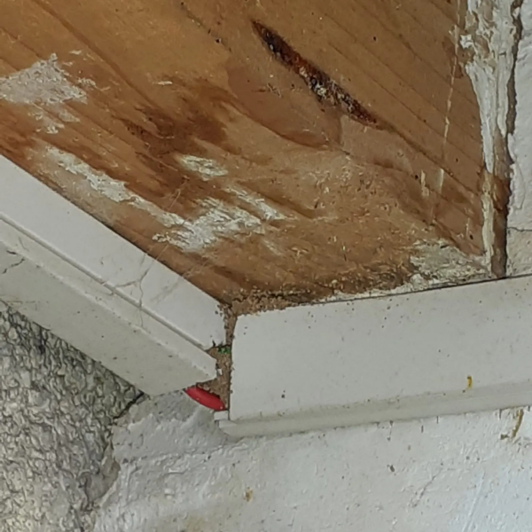 Traitement termites - PAMI 11 - Alexis JOUANOLE