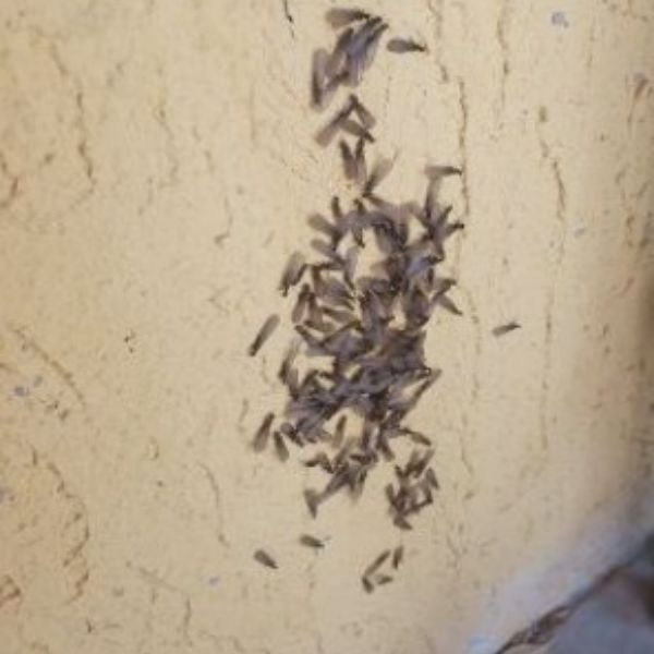 Esseimage de Termites - gruissan dans l'aude - Alexis JOUANOLE