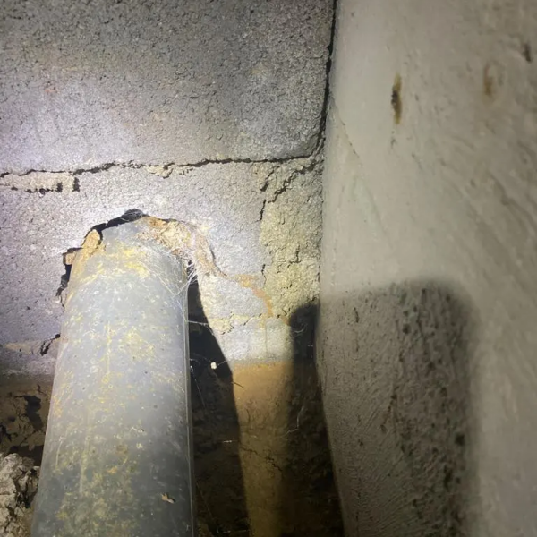 Traitement termites - PAMI 11 - Alexis JOUANOLE