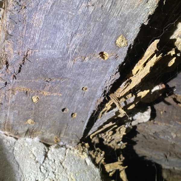 Traitement termites - PAMI 11 - Alexis JOUANOLE