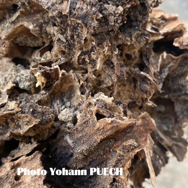 Traitement termites dans le LOT - 46 - Yohann PUECH