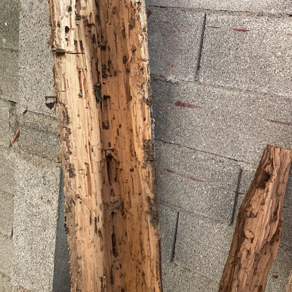 Traitement termites dans le LOT - 46 - Yohann PUECH