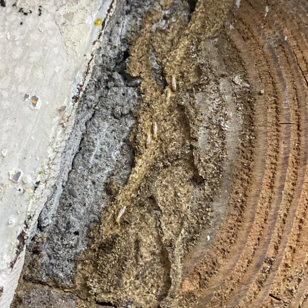 Traitement termites dans le LOT - 46 - Yohann PUECH