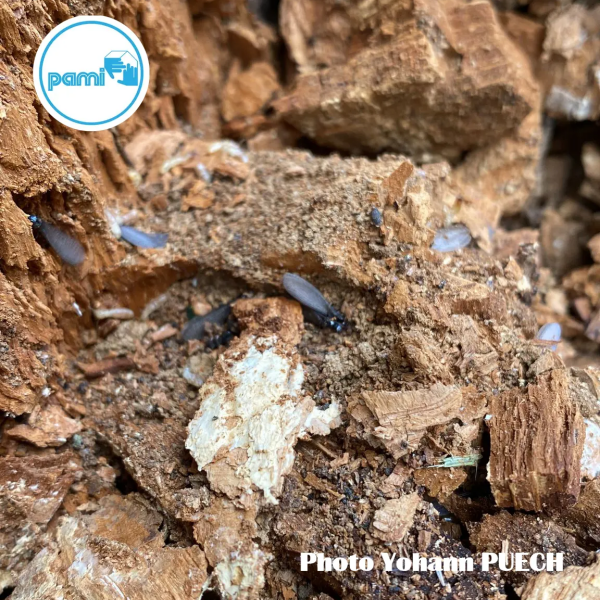 Traitement termites dans le LOT - 46 - Yohann PUECH