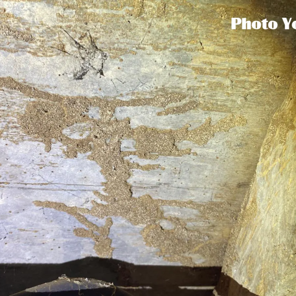 Traitement termites dans le LOT - 46 - Yohann PUECH