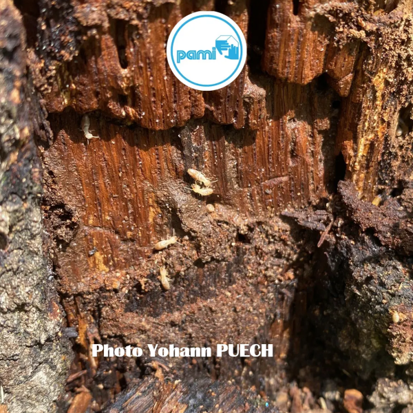 Traitement termites dans le LOT - 46 - Yohann PUECH