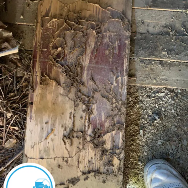 Termites dans l'aveyron - Nicolas SALAS