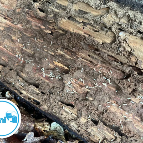 Termites dans l'aveyron - Nicolas SALAS