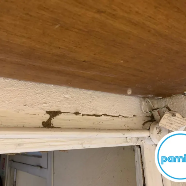 Termites dans l'aveyron - Nicolas SALAS