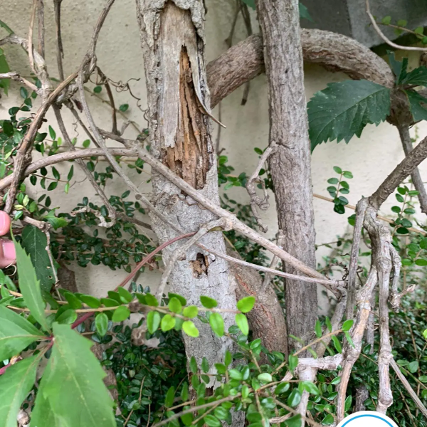 Termites dans l'aveyron - Nicolas SALAS