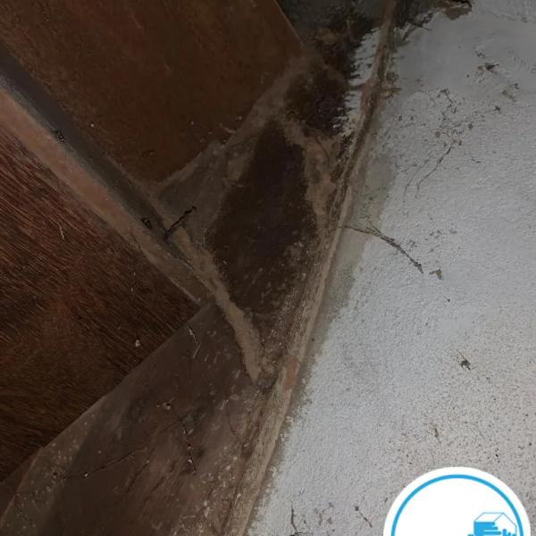 Termites dans l'aveyron - Nicolas SALAS