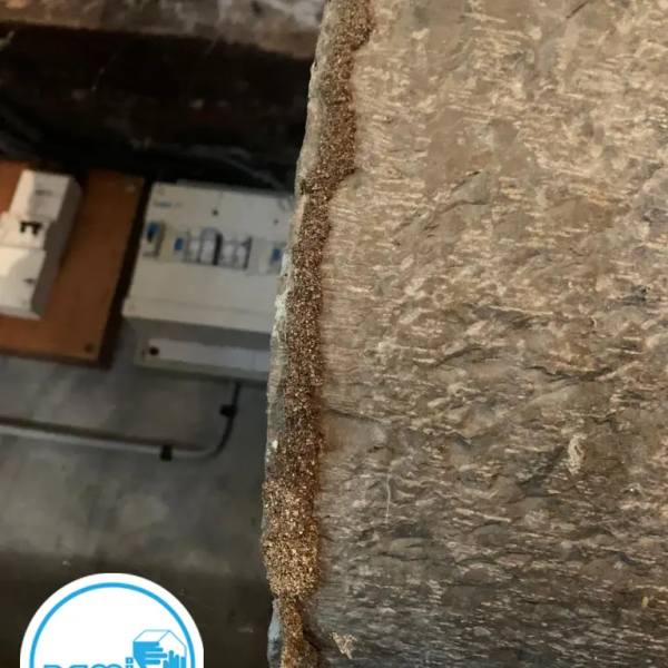 Termites dans l'aveyron - Nicolas SALAS