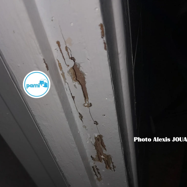 Termites dans les Pyrénées Orientales - 66 - Alexis JOUANOLE