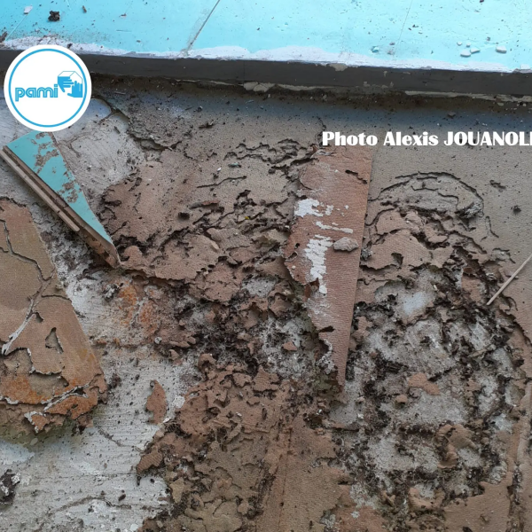 Termites dans les Pyrénées Orientales - 66 - Alexis JOUANOLE