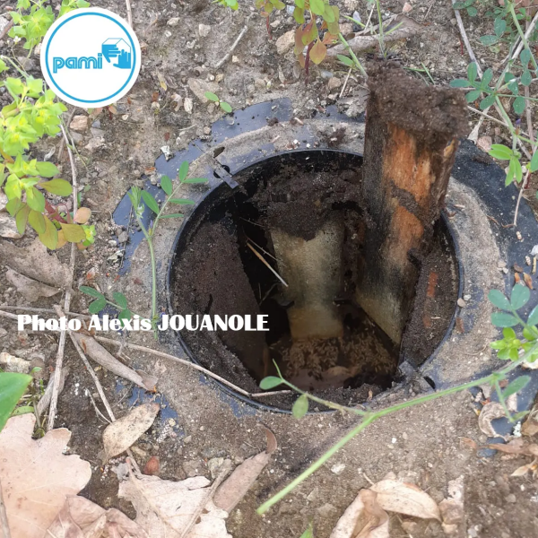Termites dans les Pyrénées Orientales - 66 - Alexis JOUANOLE