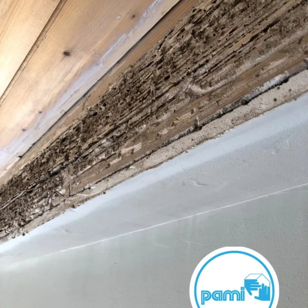 Termites en Haute-Garonne - François MADEC - PAMI