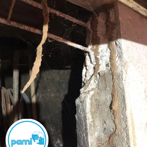 Termites en Haute-Garonne - François MADEC - PAMI