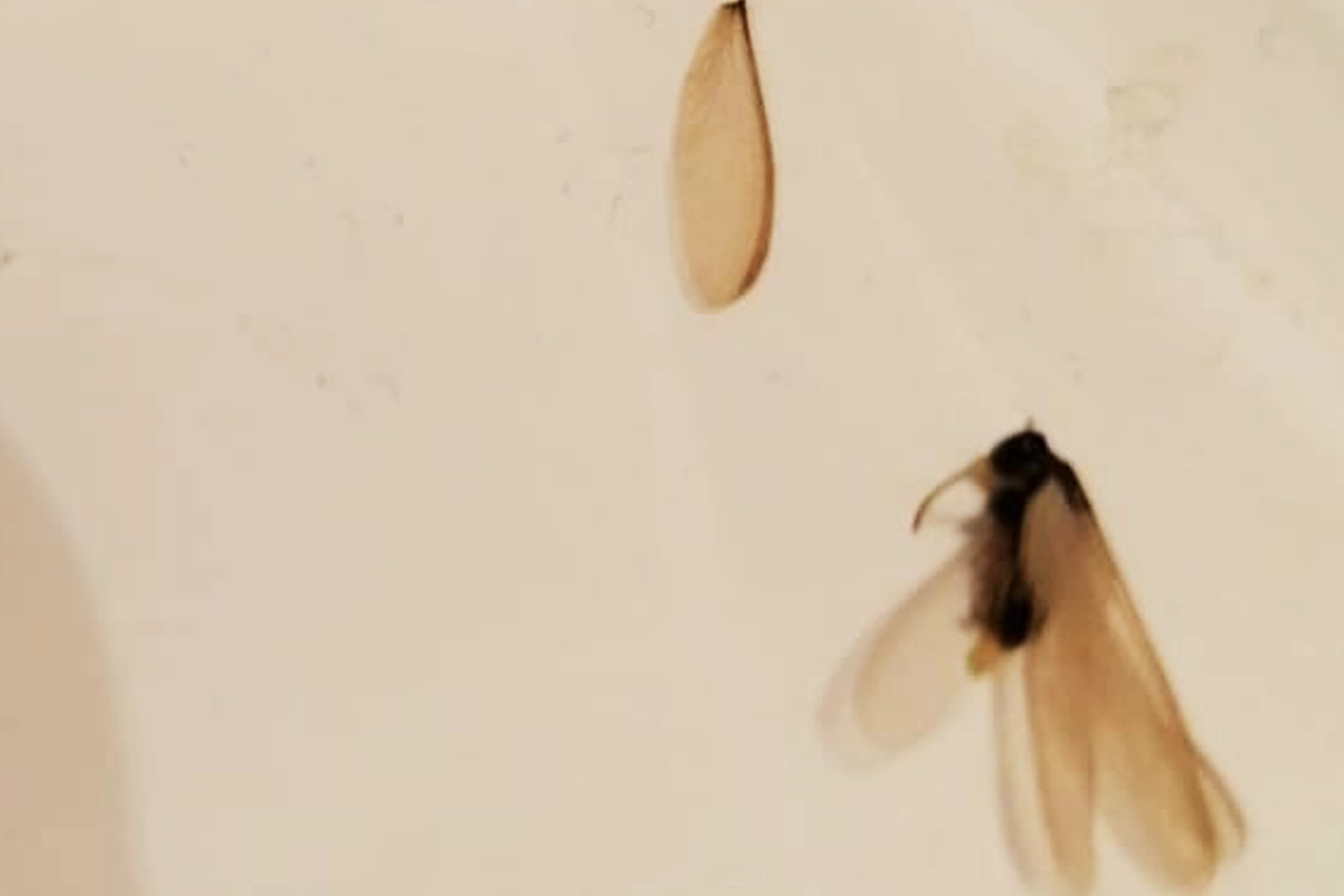 Ailes translucides abandonnées par des termites après un essaimage