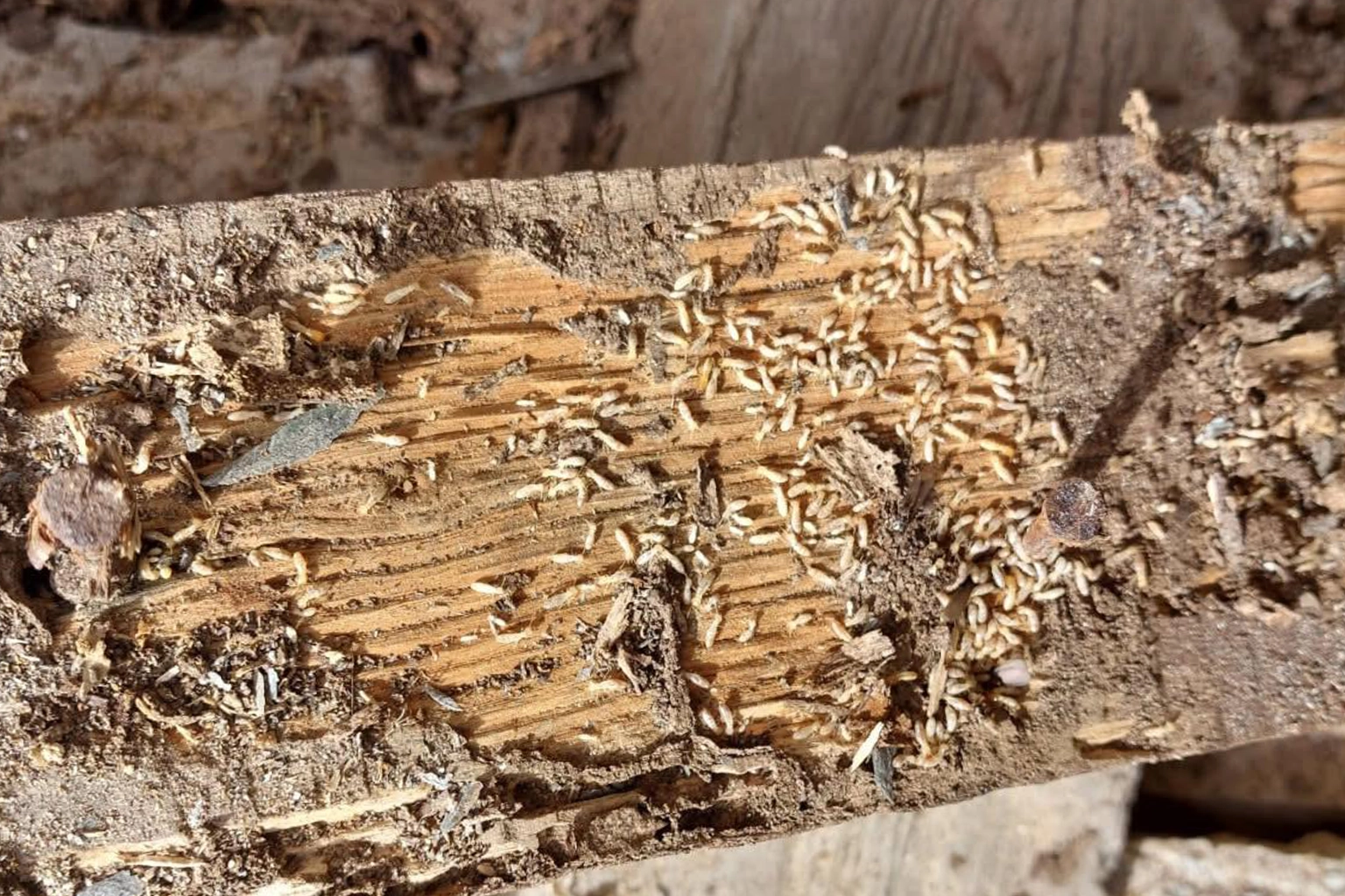 Bois attaqué par les termites présentant des galeries internes