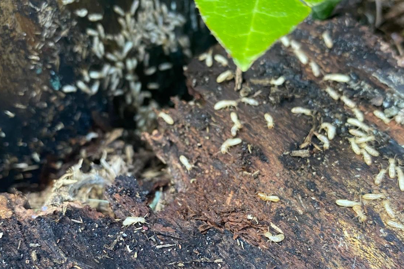 Yohann Puech PAMI 46 examinant un chêne infesté de termites à Figeac