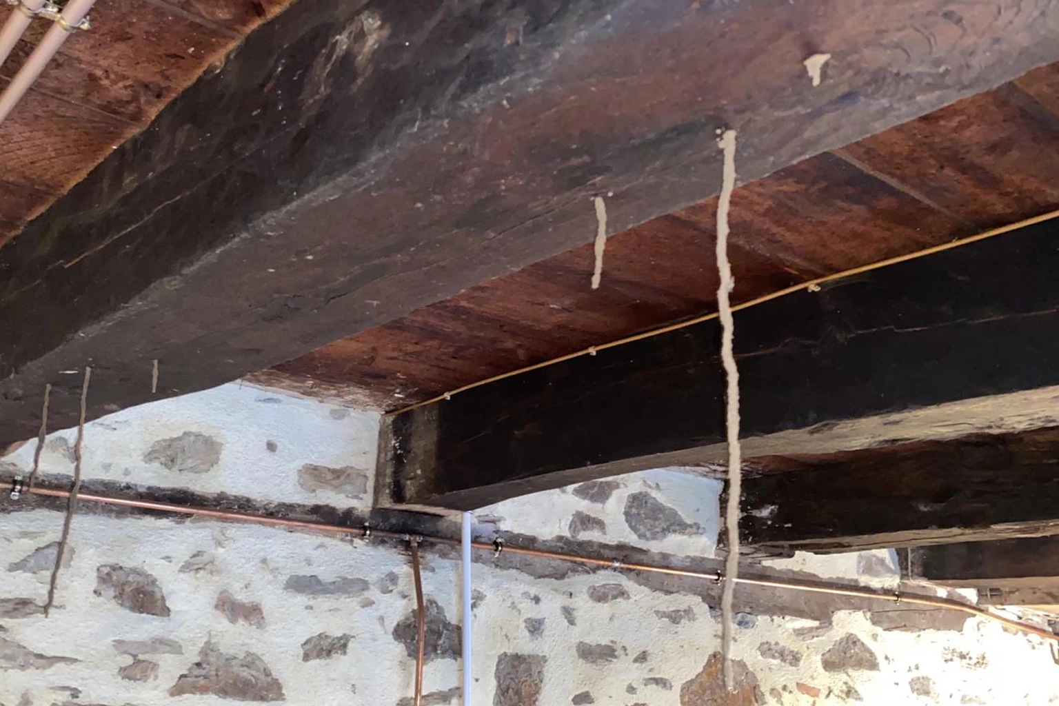 Cordonnet de terre construit par les termites sur un mur