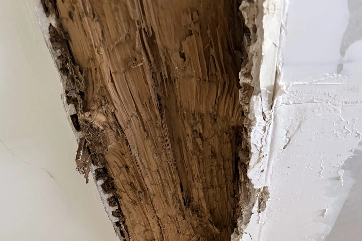 Dégâts causés par les termites sur des éléments en bois d'une maison
