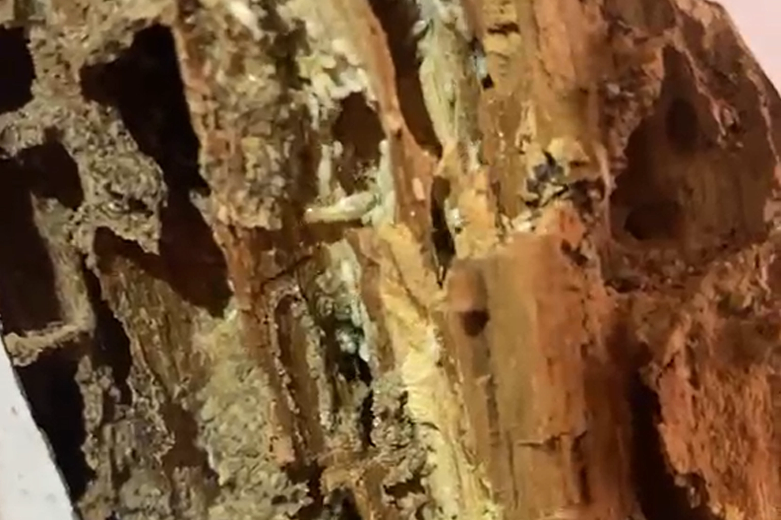 Technicien PAMI réalisant un diagnostic préventif termites en Ariège