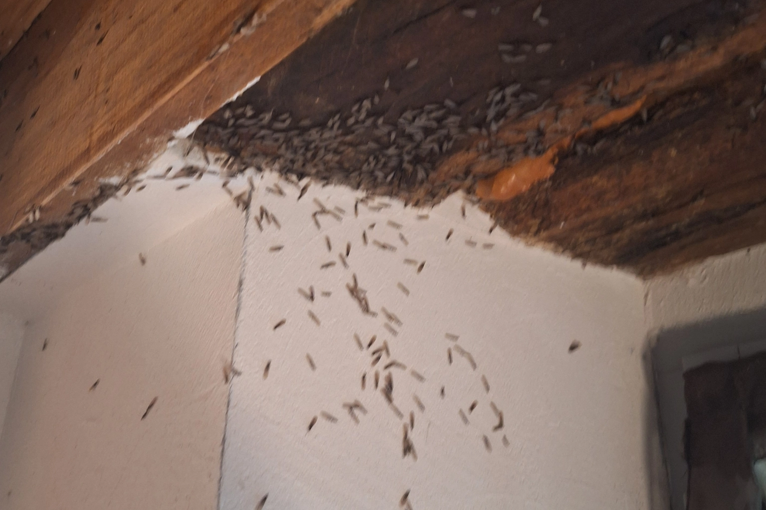 Essaimage de termites observé à Gruissan par PAMI 11